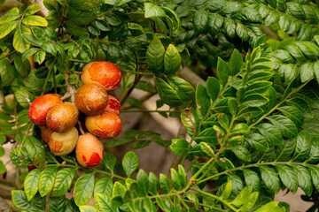 stone plum exotic fruit from Ecuador