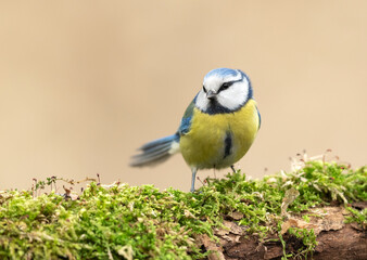 Blue tit ( Cyanistes caeruleus ) close up