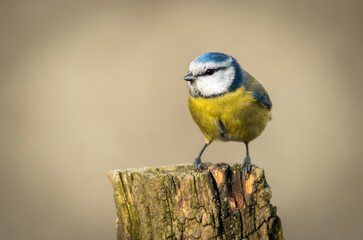 Blue tit ( Cyanistes caeruleus ) close up