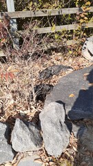 Korean cat hiding between stone and fallen leaves