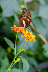 Macro shots, Beautiful nature scene. Closeup beautiful butterfly sitting on the flower in a summer garden.