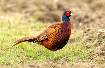 Pheasant.  Ring-necked or Common male pheasant in Spring Time, foraging on a newly ploughed field.  Scientific name: Phasianus Colchicus.  Facing right.  Horizontal.  Space for copy.