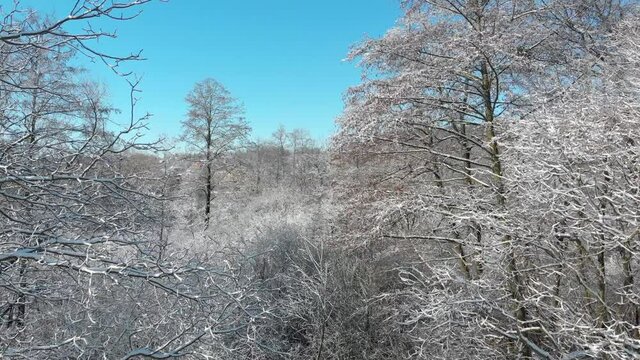 Beautiful winter forest. The trees are covered with snow and frost. View from the verdu over the forest. Flight between trees.
