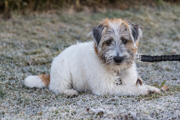 aufmerksamer Hundewelpe im Raureif