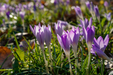 purple crocus flowers in spring