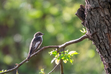European pied flycatcher male sitting on branch. Cute little black white songbird with green background.