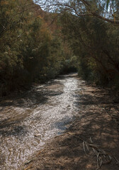 Fototapeta na wymiar the shimmering spring fed Nahal Bokek stream runs through a tunnel of thick vegetation on its way to the resort city of Ein Bokek on the Dead Sea in Israel