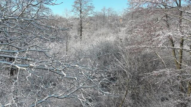 Beautiful winter forest. The trees are covered with snow and frost. View from the verdu over the forest. Flight between trees.