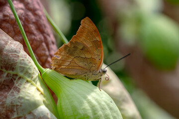 Macro shots, Beautiful nature scene. Closeup beautiful butterfly sitting on the flower in a summer garden.