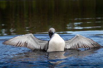 Prachttaucher, Gavia Arctica, sterbender Schwan