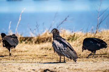 Black Turkey Vulture on the ground
