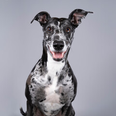 Studioshot of a black grey and white lurcher a type of sighthound which is a mixed greyhound or...