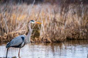 great blue heron