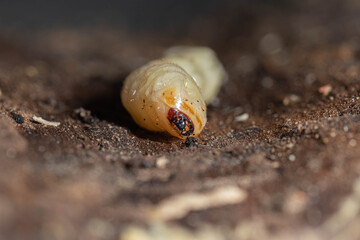 roundheaded wood borers, The longhorn beetles grub on the trunk 