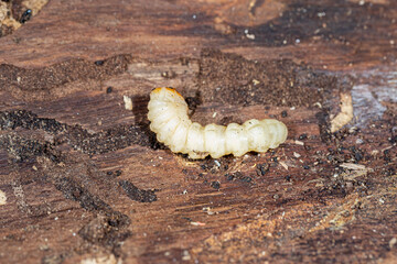 roundheaded wood borers, The longhorn beetles grub on the trunk 