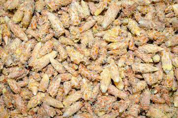 Medicinal herb Gemmae Pini silvestris (dry pine buds).