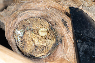 roundheaded wood borers, The longhorn beetles grub on the trunk of a walnut tree