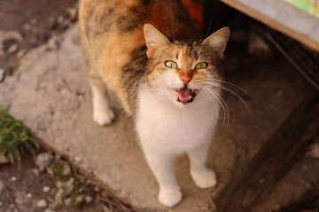 Naklejka na ściany i meble cat asks for food on the street