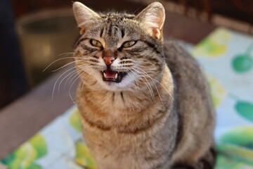 cat playing in the garden