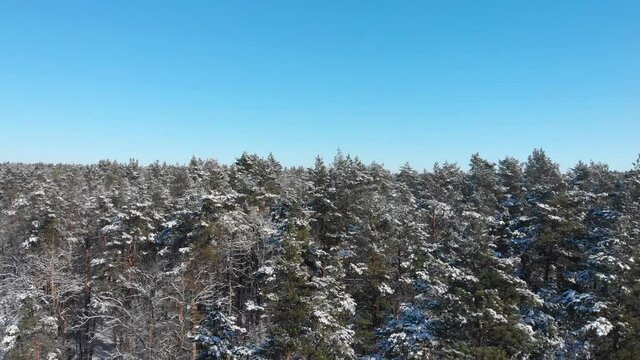 Beautiful winter forest. The trees are covered with snow and frost. View from the verdu over the forest. Flight between trees.