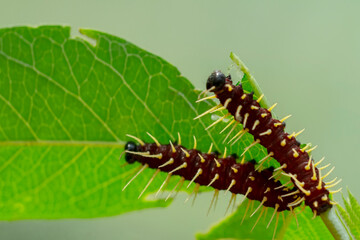 Amazing moment , Butterfly  and caterpillar