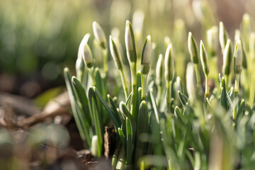 Changing seasons in nature, springtime. Delicate Snowdrop Galanthus nivalis with unblown buds in sunny day, soft focus, macro shot.