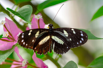 Macro shots, Beautiful nature scene. Closeup beautiful butterfly sitting on the flower in a summer garden.
