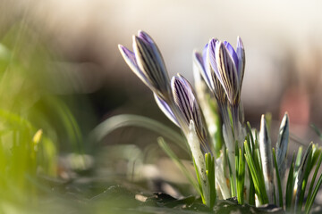 Close up of blue violet crocus blooming on field, selective focus, blurred background with sun light. Changing seasons in nature, springtime