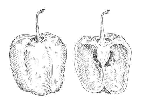 Half pepper rocoto. Vintage hatching gray monochrome illustration.