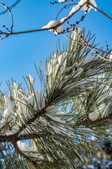The branches of a coniferous plant are covered with snow