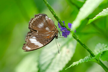 Macro shots, Beautiful nature scene. Closeup beautiful butterfly sitting on the flower in a summer garden.