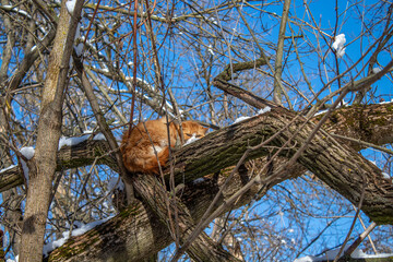 ginger cat sitting on a tree