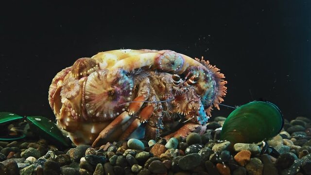 The crab sits in a closed shell covered with anemones and sea polyps.  The name of the crab is Dardanus Calidus.