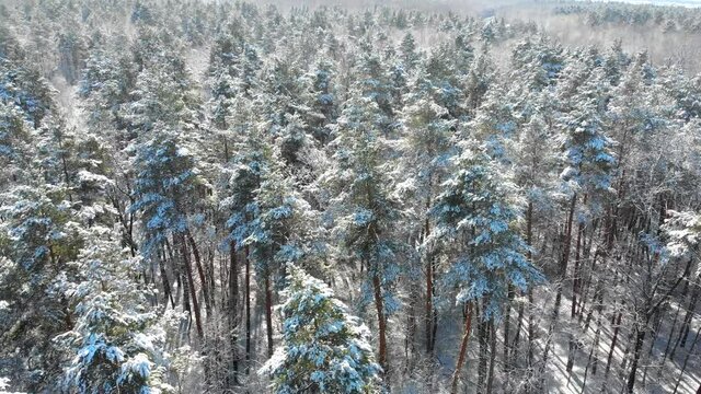 Beautiful winter forest. The trees are covered with snow and frost. View from the verdu over the forest. Flight between trees.