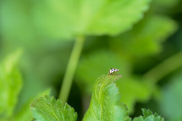 Black and white Ladybird on green leaf in nature