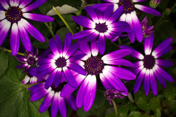Purple Florist's Cineraria Flowers