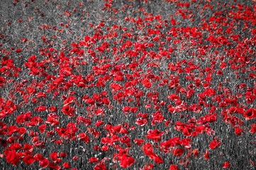 Beautiful red corn poppy flowers on black and white background. Remembrance day concept