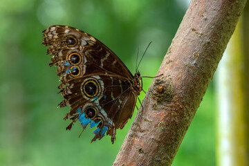 Macro shots, Beautiful nature scene. Closeup beautiful butterfly sitting on the flower in a summer garden.