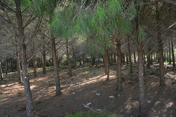 rows of trees in the forest
