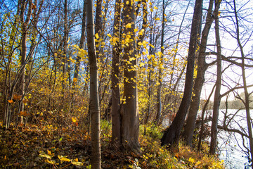 TTrees without leaves in late fall
rees without leaves in late fall