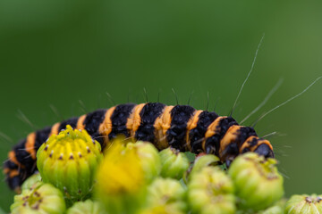 Close-up Cinnabar caterpillar on the Ragwort plant. Ireland