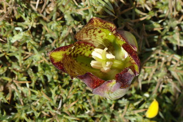 Wildflower (Fritillaria lusitanica)