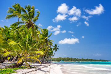 Palm trees on beautiful tropical sunny beach in Dominican republic