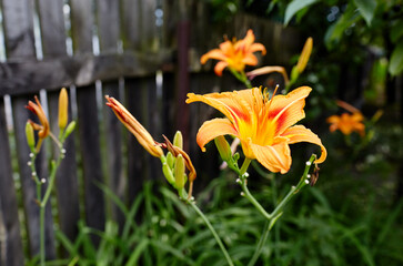Fototapeta na wymiar Beautiful spring or summer blooming Lily plant.