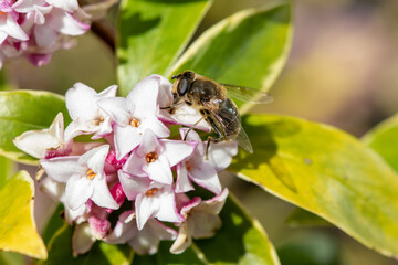 Macro shot of a bee pollinating perfume princess Daphne flowers