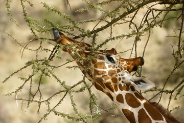 Reticulated giraffe feeding on thorny acacia, Samburu Game Reserve, Kenya © Michele Burgess