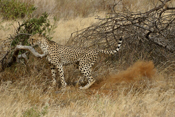 Cheetah marking territory, Samburu Game Reserve, Kenya
