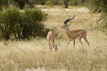 Male and female Grant's gazelles, Samburu Game Reserve, Kenya