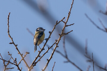 Blaumeise auf einem Ast