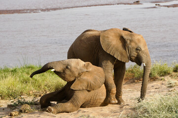 Juvenile elephants playing next to Ewaso Nyiro (Uaso Nyiro) river, Samburu Game Reserve, Kenya